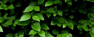 Preview wallpaper leaf, branch, bush, green