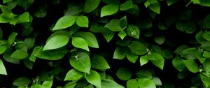 Preview wallpaper leaf, branch, bush, green