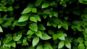 Preview wallpaper leaf, branch, bush, green