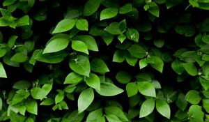 Preview wallpaper leaf, branch, bush, green