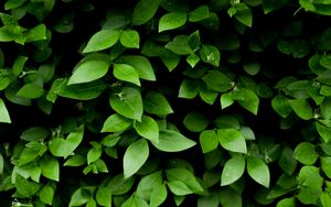 Preview wallpaper leaf, branch, bush, green