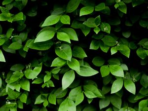 Preview wallpaper leaf, branch, bush, green
