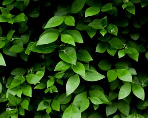 Preview wallpaper leaf, branch, bush, green