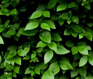 Preview wallpaper leaf, branch, bush, green
