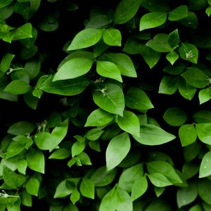 Preview wallpaper leaf, branch, bush, green