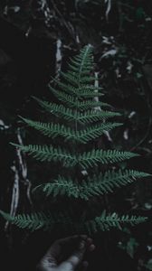 Preview wallpaper leaf, branch, dark