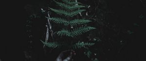 Preview wallpaper leaf, branch, dark
