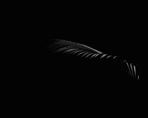 Preview wallpaper leaf, branch, dark, black, minimalism