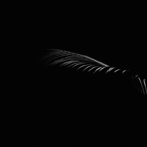 Preview wallpaper leaf, branch, dark, black, minimalism