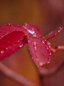 Preview wallpaper leaf, branch, drops, red