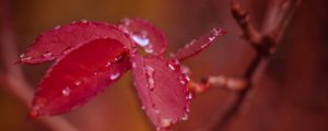 Preview wallpaper leaf, branch, drops, red