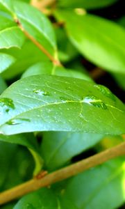 Preview wallpaper leaf, branch, drops