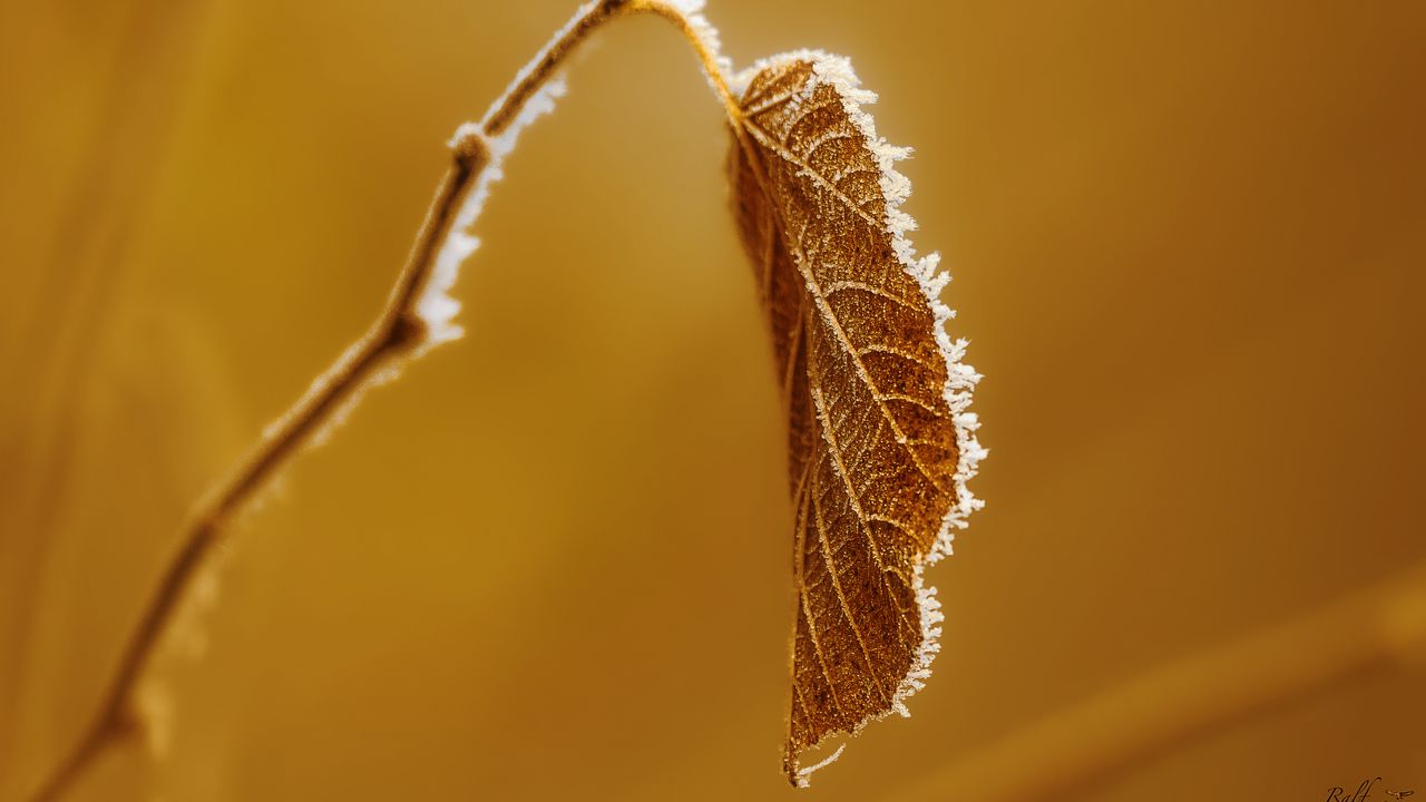 Wallpaper leaf, branch, dry, frost, macro