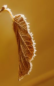 Preview wallpaper leaf, branch, dry, frost, macro