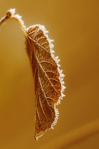 Preview wallpaper leaf, branch, dry, frost, macro