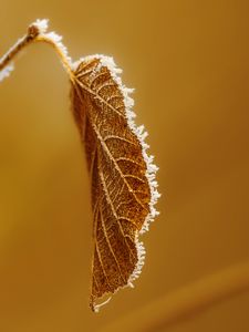 Preview wallpaper leaf, branch, dry, frost, macro