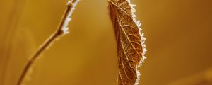 Preview wallpaper leaf, branch, dry, frost, macro