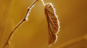 Preview wallpaper leaf, branch, dry, frost, macro