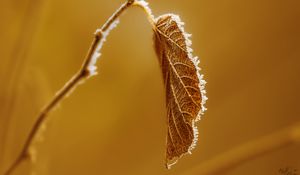 Preview wallpaper leaf, branch, dry, frost, macro