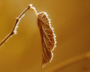 Preview wallpaper leaf, branch, dry, frost, macro