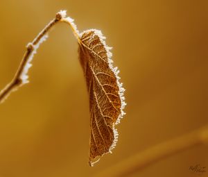 Preview wallpaper leaf, branch, dry, frost, macro