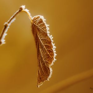 Preview wallpaper leaf, branch, dry, frost, macro