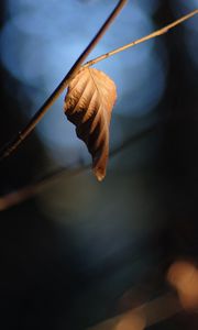 Preview wallpaper leaf, branch, dry, macro, blur