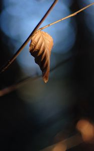 Preview wallpaper leaf, branch, dry, macro, blur
