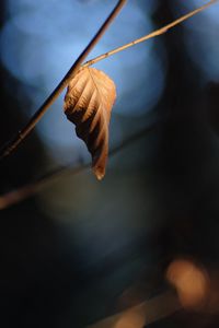 Preview wallpaper leaf, branch, dry, macro, blur