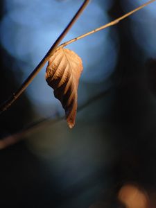 Preview wallpaper leaf, branch, dry, macro, blur