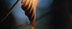 Preview wallpaper leaf, branch, dry, macro, blur