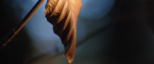 Preview wallpaper leaf, branch, dry, macro, blur