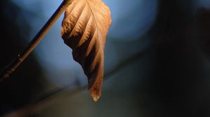 Preview wallpaper leaf, branch, dry, macro, blur