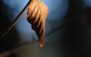 Preview wallpaper leaf, branch, dry, macro, blur