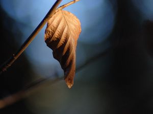 Preview wallpaper leaf, branch, dry, macro, blur