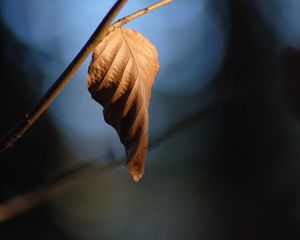 Preview wallpaper leaf, branch, dry, macro, blur