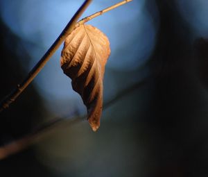 Preview wallpaper leaf, branch, dry, macro, blur