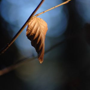 Preview wallpaper leaf, branch, dry, macro, blur