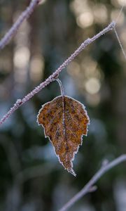 Preview wallpaper leaf, branch, dry, frost, macro, winter