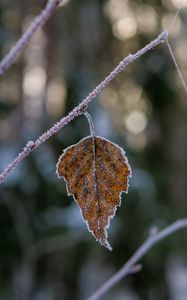 Preview wallpaper leaf, branch, dry, frost, macro, winter