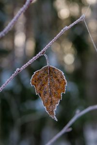 Preview wallpaper leaf, branch, dry, frost, macro, winter