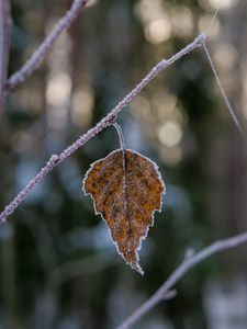 Preview wallpaper leaf, branch, dry, frost, macro, winter