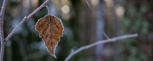 Preview wallpaper leaf, branch, dry, frost, macro, winter