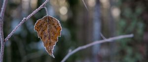 Preview wallpaper leaf, branch, dry, frost, macro, winter