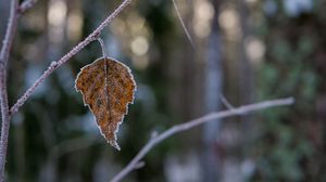 Preview wallpaper leaf, branch, dry, frost, macro, winter