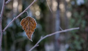 Preview wallpaper leaf, branch, dry, frost, macro, winter