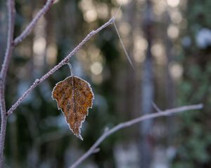 Preview wallpaper leaf, branch, dry, frost, macro, winter