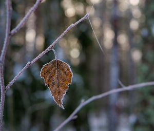 Preview wallpaper leaf, branch, dry, frost, macro, winter