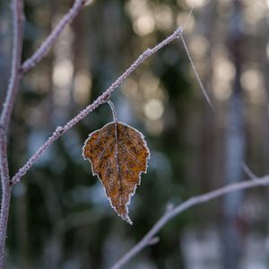 Preview wallpaper leaf, branch, dry, frost, macro, winter