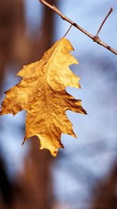 Preview wallpaper leaf, branch, dry